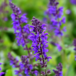 Salvia × sylvestris Viola Klose