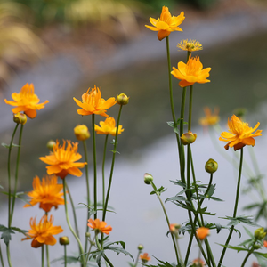 Trollius chinensis Golden Queen