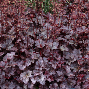 Heuchera Plum Pudding (PBR)