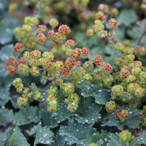 Alchemilla erythropoda
