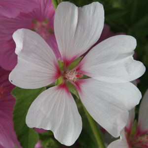 Malva × clementii Barnsley