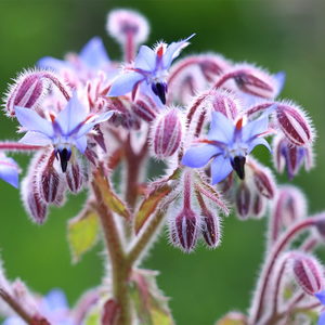 Borago officinalis