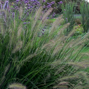 Pennisetum alopecuroides Hameln