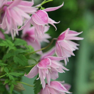 Clematis Markham's Pink