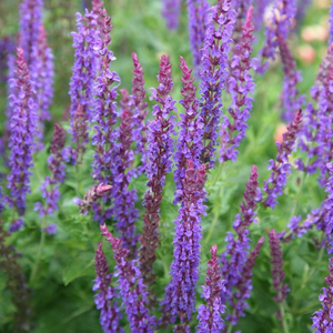 Salvia × sylvestris Mainacht