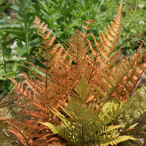 Dryopteris erythrosora