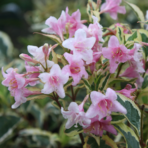 Weigela Florida Variegata