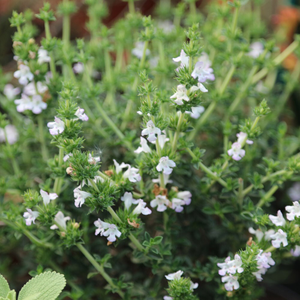 Satureja montana