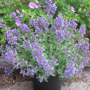 Nepeta × faassenii Junior Walker ('Novanepjun') (PBR)