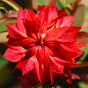 Euphorbia griffithii Fireglow