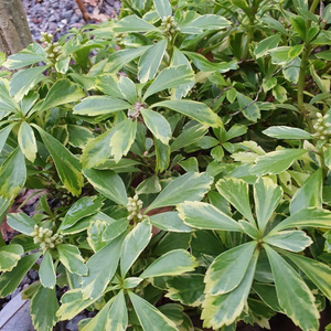 Pachysandra terminalis Variegata