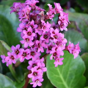 Bergenia cordifolia Purpurea