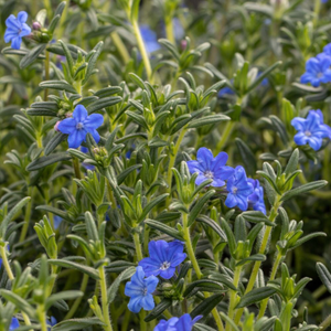 Glandora prostrata Heavenly Blue