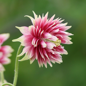 Aquilegia vulgaris var. stellata Nora Barlow (Barlow Series)