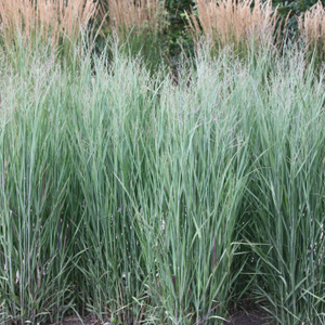 Panicum virgatum Heavy Metal
