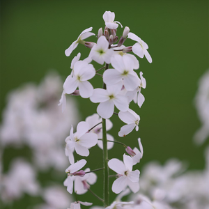Hesperis matronalis var. albiflora