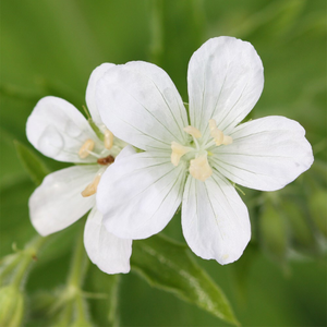 Geranium sanguineum Album