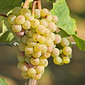 grape Centennial Seedless