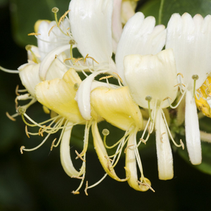 Lonicera periclymenum Heaven Scent