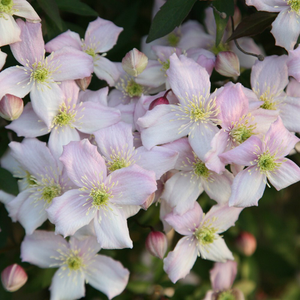 Clematis montana var. rubens Pink Perfection