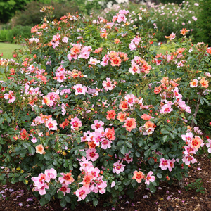 Rosa For Your Eyes Only ('Cheweyesup') (PBR)