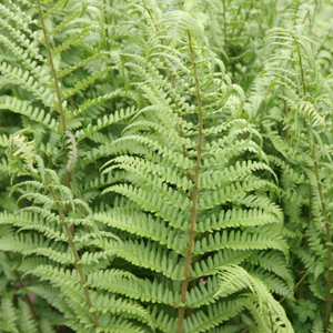 Dryopteris filix-mas