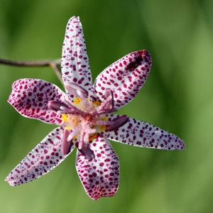 Tricyrtis hirta 