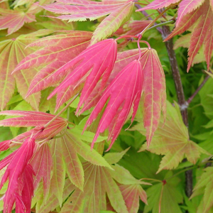 Acer shirasawanum Moonrise ('Munn 001') (PBR)