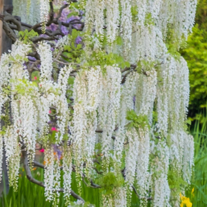 Wisteria sinensis var. sinensis f. alba