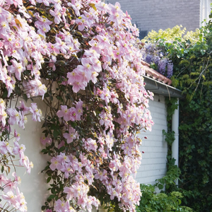 Clematis Mayleen