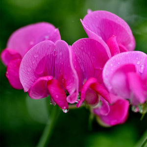 Lathyrus latifolius Red Pearl