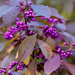 Callicarpa bodinieri var. giraldii Profusion