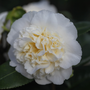 Camellia japonica Brushfield's Yellow