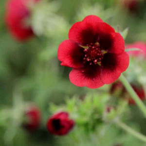 Potentilla thurberi Monarch's Velvet