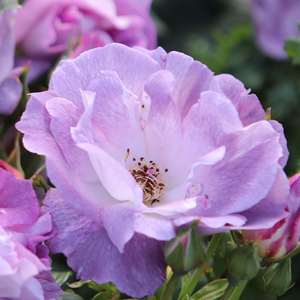 Rosa Blue for You ('Pejamblu') (PBR)