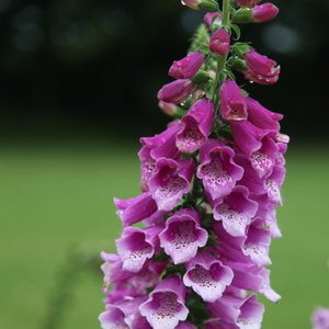 Digitalis purpurea Dalmatian Purple (Dalmatian Series)