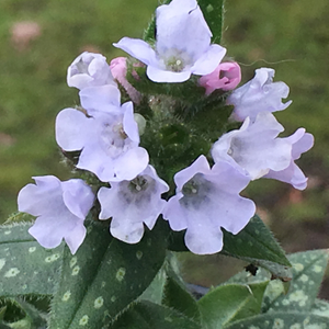 Pulmonaria Opal ('Ocupol')
