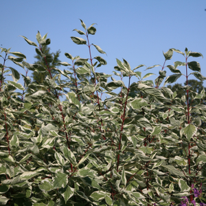 Cornus alba Elegantissima