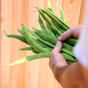 bean (runner) Lady Di