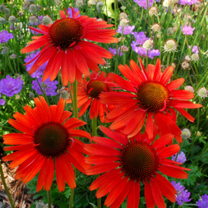 Echinacea Hot Lava (PBR)