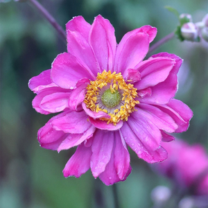 Anemone hupehensis var. japonica Pamina