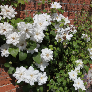 Clematis Duchess of Edinburgh