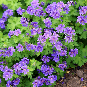 Geranium × magnificum Rosemoor
