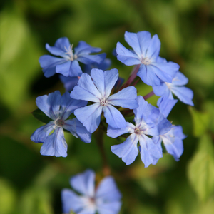 Ceratostigma willmottianum Forest Blue ('Lice') (PBR)