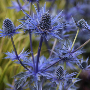 Eryngium × zabelii Jos Eijking