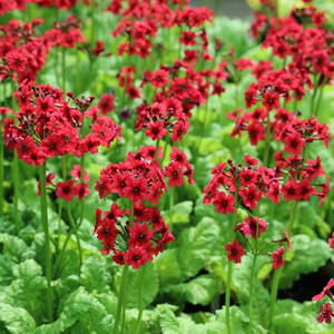 Primula japonica Miller's Crimson
