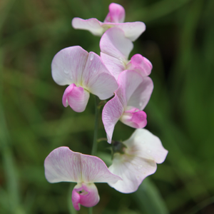 Lathyrus latifolius Rosa Perle