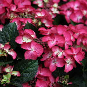Hydrangea macrophylla Dark Angel Red