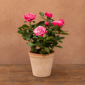 Rosa Passion Pink