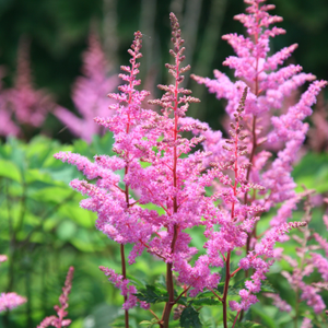 Astilbe Bressingham Beauty (x arendsii)